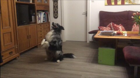 Australian Shepherd manages to performs tricks with hot dog in his mouth