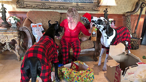 Great Danes have fun opening Christmas gifts