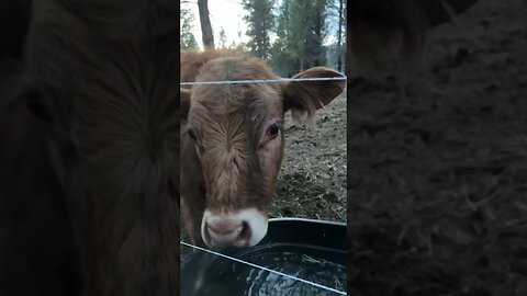 #steerdrinkingfromhose #homesteading #cow #steer #countrylife #montana #redangus