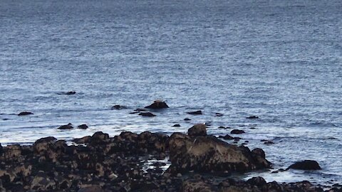 Seals at monomer point Plymouth MA