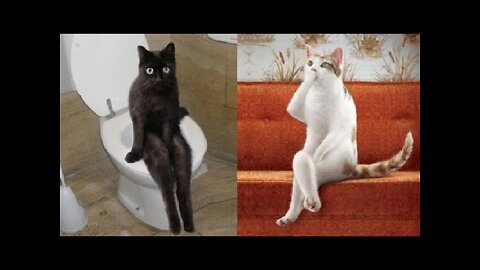 Funniest cat -Best of the 2022 funny cat video- funny cats HD