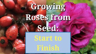 Grow Roses from Seed: Start to Finish