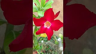 #viral #shortsvideo #flower #viralshort #natureza #shortvideos #vídeo