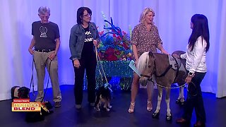 Pet Fest | Morning Blend