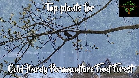 So you want a cold hardy permaculture food forest? Here are some of my favorite plants.