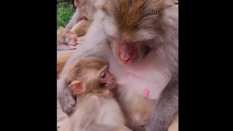 Funny and emotional vedio of monkey