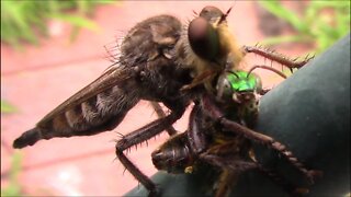 Assassin Fly AKA Robber Fly