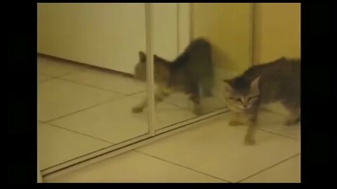 Funny Cats - Funny Animals - Funny pets. Video # 43