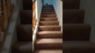 Fast Cat Chases Treats Up The Stairs