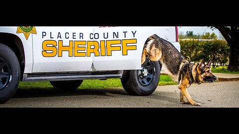 helicopter 🚁 k-9 is a good boy! Placer County Fentanyl Bust #truecrime #placercounty