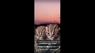 "Adorable Mini Cats X Hungry Eyes Full Video ❤️‍🔥😸🐾💫🎶🎼 Come See