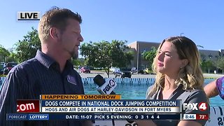 Dogs compete in national dock jumping event
