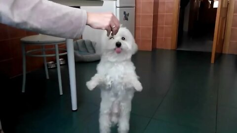 Very cute Maltese dog, Funny cute pets lovers, #Shorts
