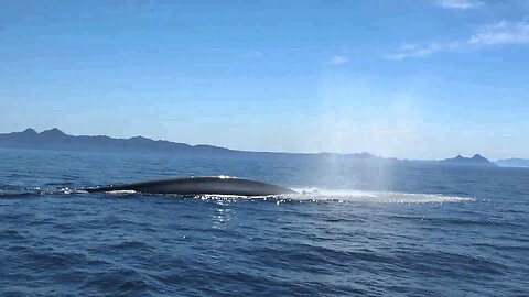 Blue Whale blowing 100 meter from the boat - Baja California - Thore Noernberg Whale Watching