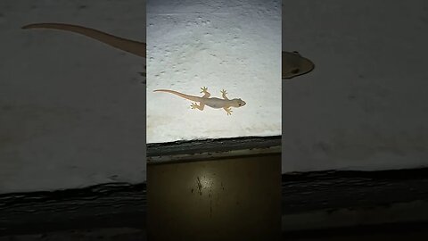 Gecko on the move during night time.