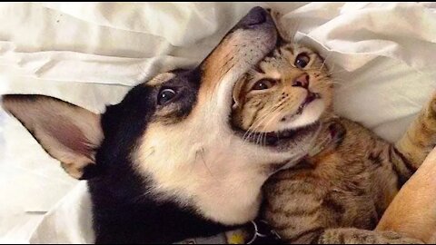 Funniest Dogs and Cats! Make your day no more Monday BLUE