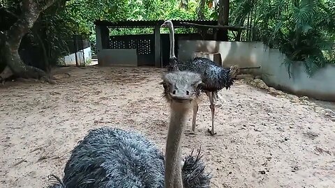 Getting Up Close and Personal with an Ostrich