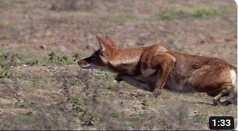 Ethiopian Wolf: A Fascinating Canid