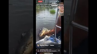 Alligators attacks are on the rise, but why?