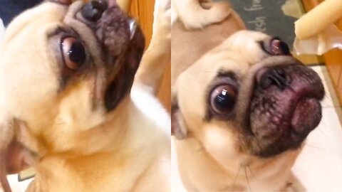 The dog's reaction when he saw the sausage