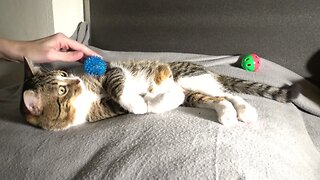 Cat Massage