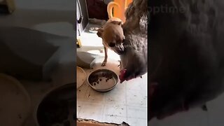 Vídeo de galinha folgada roubando ração de doguinho viraliza na web 🗣️