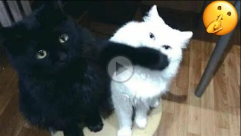 Can't Stop Laughing! The Funniest Cat Compilation on the Internet EP1 🐱🐈🐾