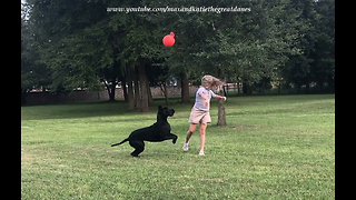 Puppy and Great Dane Love Playing Fetch