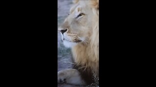 Beautiful Lion | HelloNature