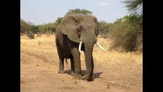 Elefante persegue jipe num parque natural na Índia