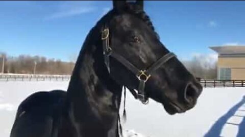 Cavalo não se cansa de brincar na neve de Nova Iorque