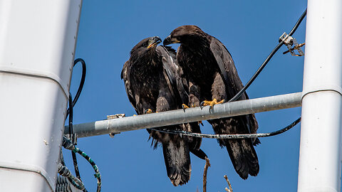 Eagle Siblings Squabble Over Railing