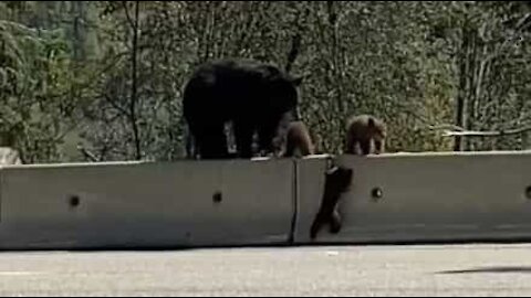Filhote de urso aprende a subir barreira para se reunir com família