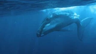Diver captures sound humpback whale under water