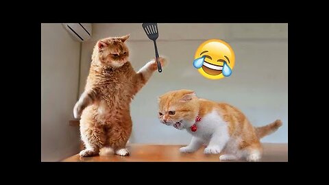 Funniest Animals 2023 😂 Best Funny Cats and Dogs Videos 😹🐶