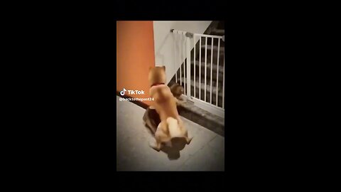 #hahaha#funnyvideos#animals#foreveryone#foryou#laugh#viral😂🤣