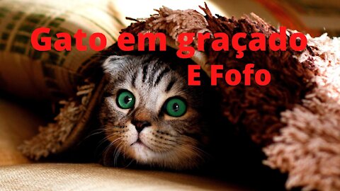 Vídeo de gatos engraçados e fofos.