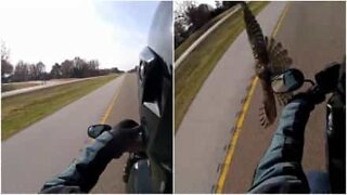 Motociclista em alta velocidade quase derruba falcão