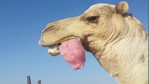 A strange thing camels do