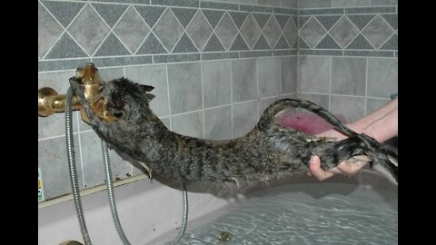 why cat hate to bath