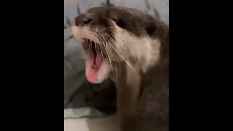 Cute Funny Sea Otter-39