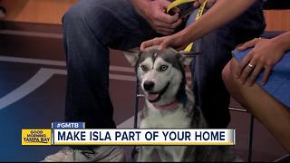 July 23 Rescues in Action: Isla needs a forever home