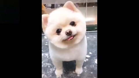 Cutest Pets ♥ Cute Baby Animals & Funny Pets Video Compilation#1