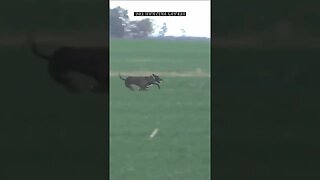 😳😳 unbelievable 😱😱 Hare 🐇 with high speed chasing from two Greyhounds Dogs 🐕 Galgos y liebres