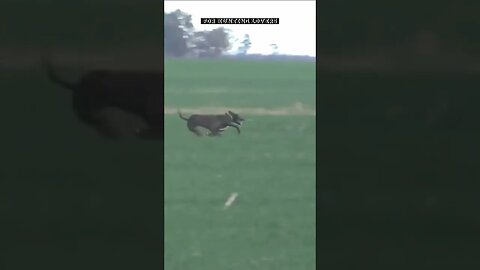 😳😳 unbelievable 😱😱 Hare 🐇 with high speed chasing from two Greyhounds Dogs 🐕 Galgos y liebres