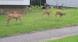 Mama and her twins strolling through the neighborhood