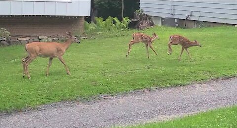 Mama and her twins strolling through the neighborhood