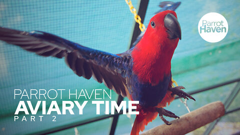 Spending Time with our Eclectus Parrots in their Aviary