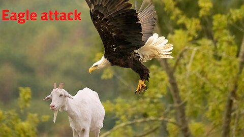 Eagles captures a Goat-Amazing Raptors and Eagle Attacks- Eagles vs fox-Eagles The Kings of the Sky