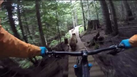 Ciclista e l'incontro inaspettato con l'orso